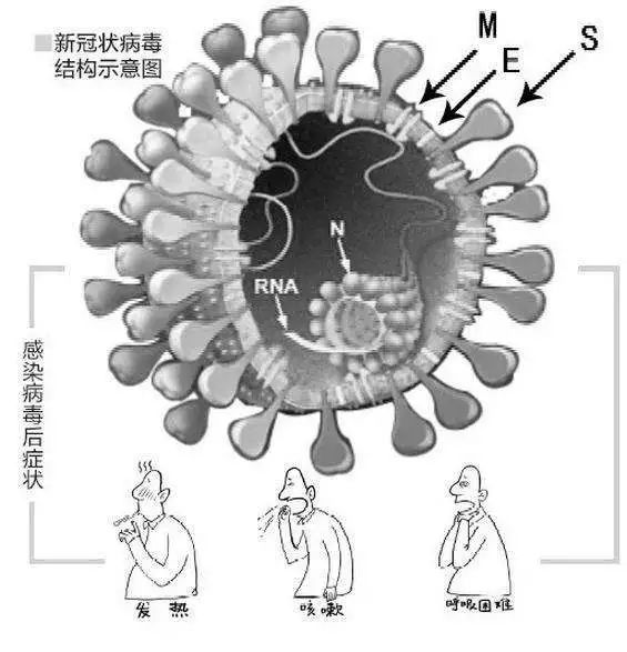 最新新型冠型