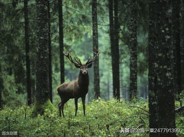 梦鹿最新官网