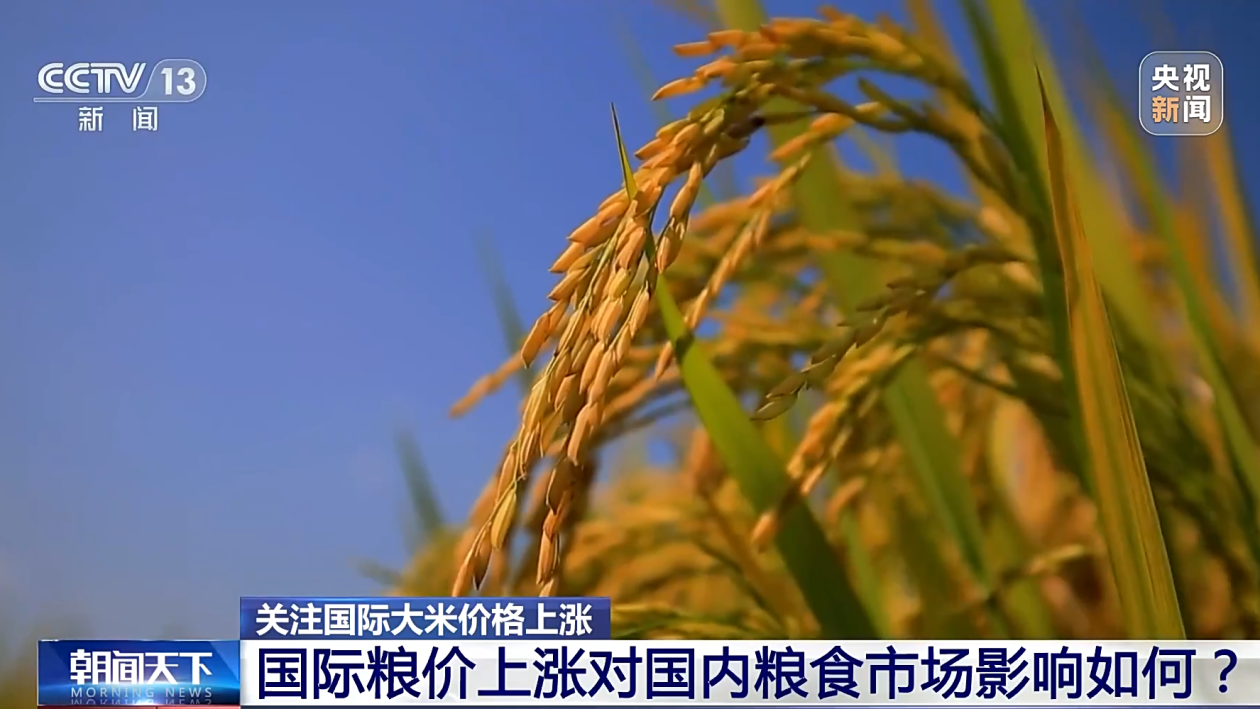 国内最新粮食价格