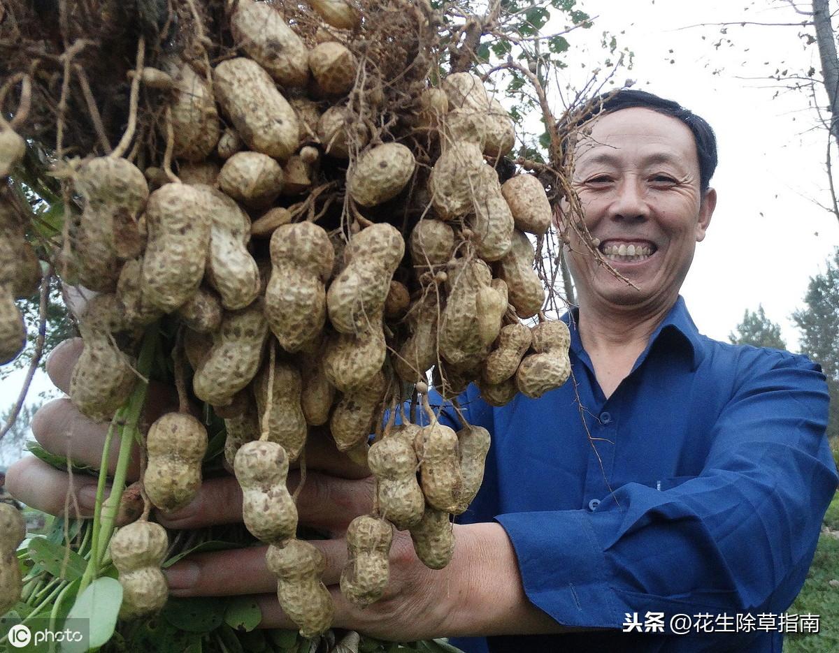 河北猪价格最新行情