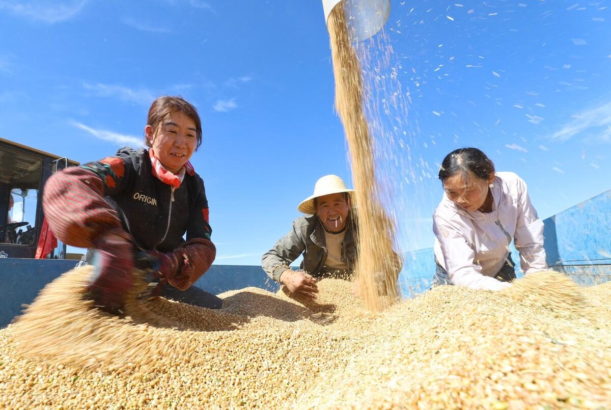 今天最新小麦价格河南